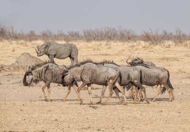 Namibya savana mavi öküz sürüsü