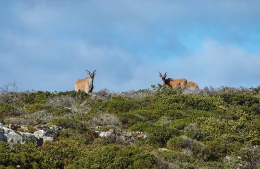 Elands bir çifti Güney Afrika'da bir fynbos sırt üstünde duran