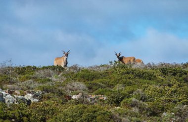 A pair of Elands standing on top of a fynbos ridge in Southern Africa clipart