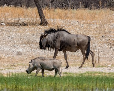 Bir yaban domuzu ve Namibya savana bir sulama delik tarafından mavi manda