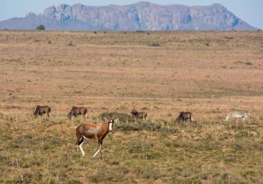 Blesboks Güney Afrika savana içinde