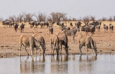Elands, Zebra ve Namibya savana bir sulama delik, mavi öküz
