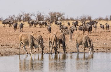 Elands, Zebra and Blue Wildebeests at a watering hole in Namibian savanna clipart