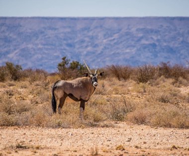 Güney Afrika savana bir Gemsbok antilop ayakta