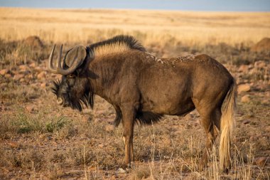 Güney Afrika savana siyah Wildebeest