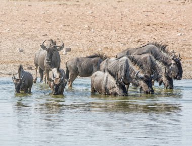 Mavi antilop sürüsü, Namibya savana bir sulama delik