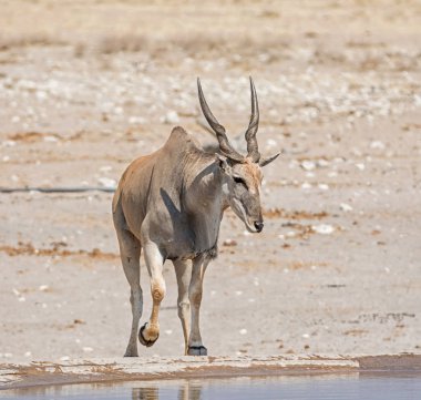 Namibya savana bir sulama delik, bir Eland boğa