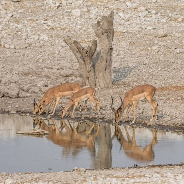 Impalas, Namibya savana bir sulama delik içme sürüsü