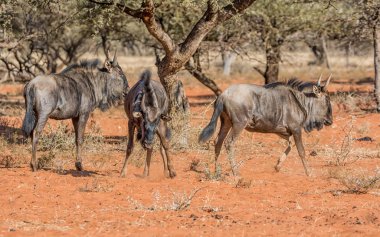 Güney Afrika savana Juvenil mavi öküz