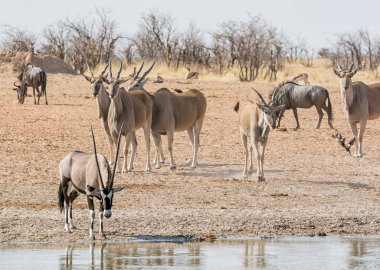Elands, Namibya savana bir sulama delik