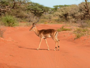 Güney Afrika savana bir kırmızı toprak yolda erkek bir Impala antilop