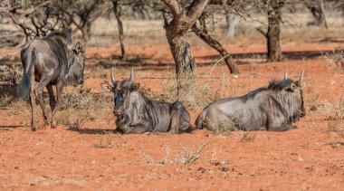 Güney Afrika savana Juvenil mavi öküz