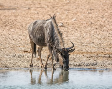 Namibya savana bir sulama delik tarafından mavi manda