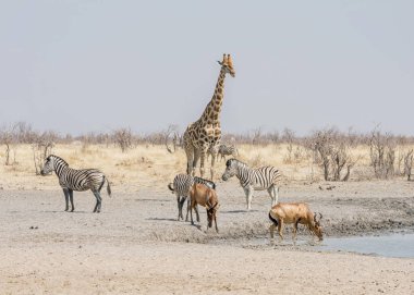 İçecek Namibya savana bir waterig delik, hayvanların toplanmasına