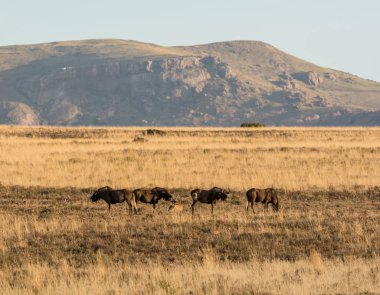 Güney Afrika savana siyah öküz