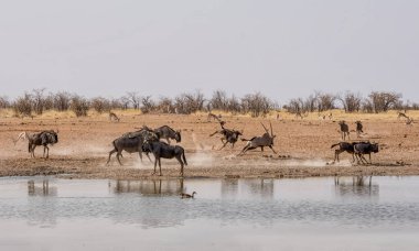  Mavi öküz Namibya savana bir sulama delik, bir Gemsbok takip