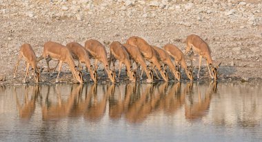 A herd of Impalas drinking at a watering hole in Namibian savanna clipart