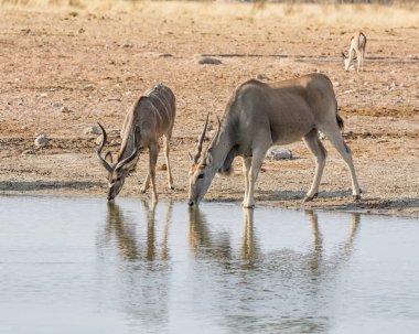 Elands, Namibya savana bir sulama delik