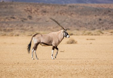 Güney Afrika savana Gemsbok antilop