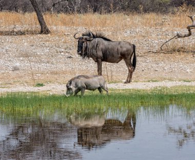 Bir yaban domuzu ve Namibya savana bir sulama delik tarafından mavi manda