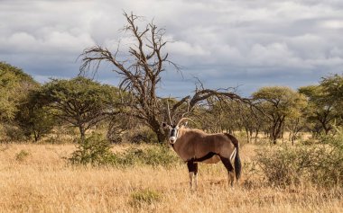 Güney Afrika savana Gemsbok antilop