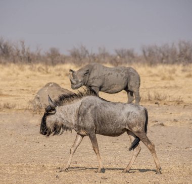 Namibya savana mavi öküz