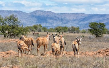 Namibya savana Gemsbok antilop 