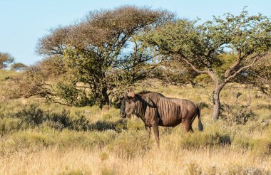 Güney Afrika savana mavi Wildebeest