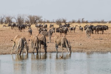 Elands, Namibya savana bir sulama delik