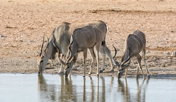 Elands Vid Ett Vattenhål Namibiska Savanna — Stockfoto