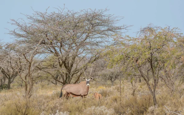Een Gemsbok Moeder Haar Kalf Permanent Bush Northern Cape South — Stockfoto