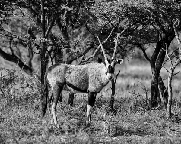 Gemsbock Antilop Södra Afrikanska Savannen — Stockfoto