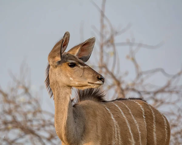 Antilope Kudu Femminile Nella Savana Namibiana — Foto Stock