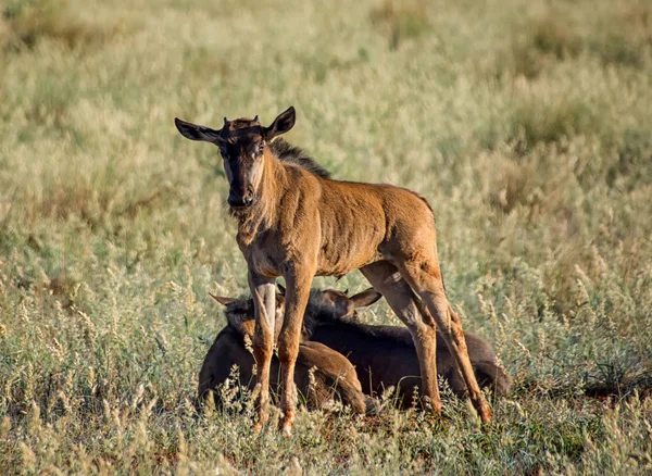 Blue Wildebeests Savana África Austral — Fotografia de Stock
