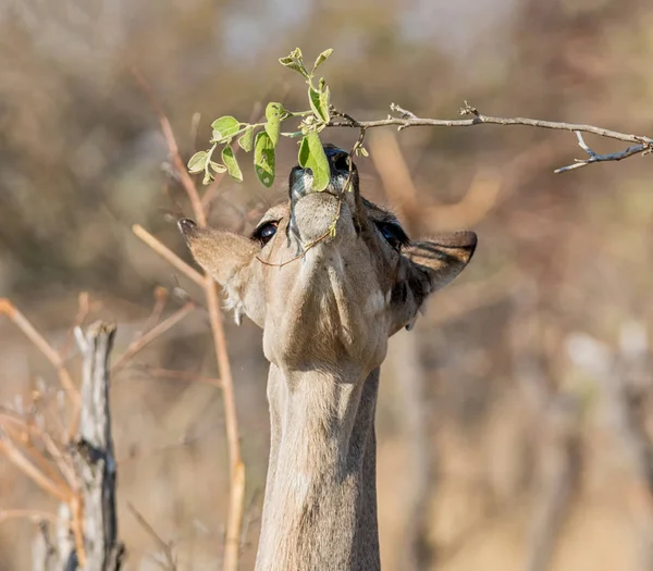 Een Vrouwelijke Koedoe Antelope Eten Bladeren Van Een Boom — Stockfoto