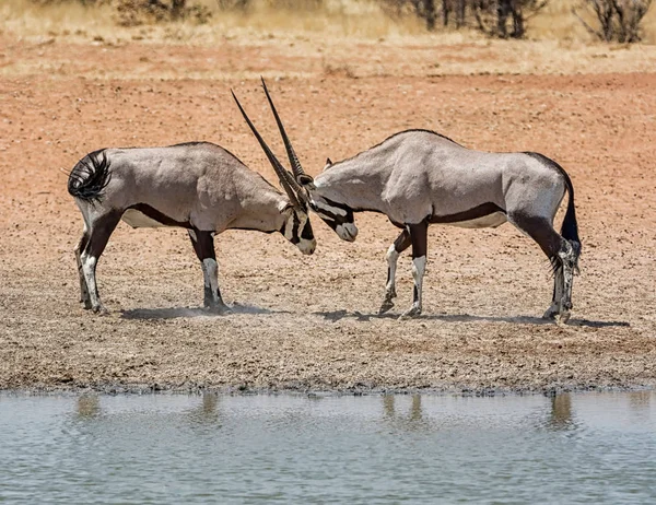 Antilopes Gemsbok Dans Savane Namibienne — Photo