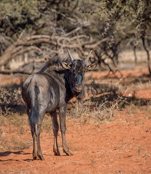 A side profile portrait of a Blue Wildebeest in Southern African savanna