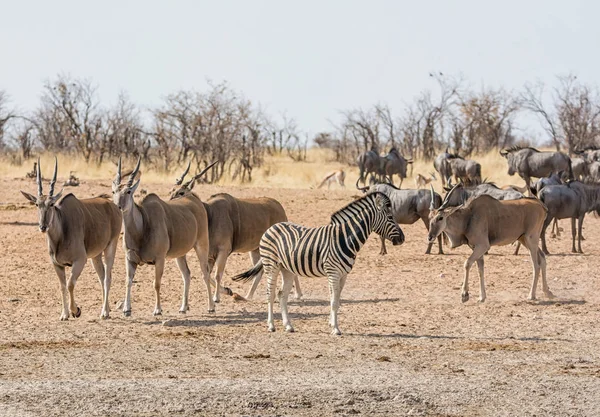 Elands 斑马和蓝色牛羚在纳米比亚大草原上的一个饮水孔 — 图库照片