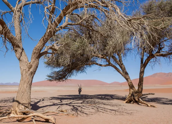 Антилопа Гемсбока Укрывается Солнца Деревом Пустыне Намибии — стоковое фото