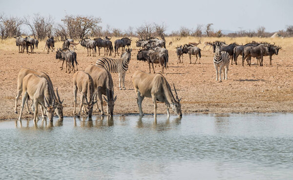 Олени у оросительной лунки в саванне Нобан
