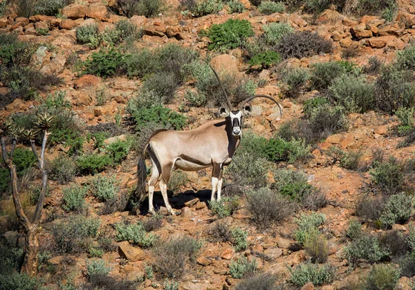 Gemsbok Антилопи Південної Африки Савана — стокове фото