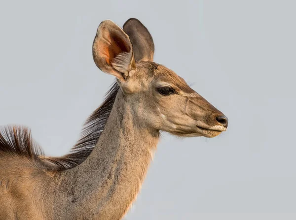 Antilope Kudu Femminile Nella Savana Namibiana — Foto Stock