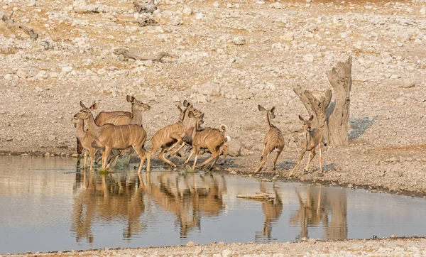 Ženské Antilopy Kudu Zalévání Díry Namibie Savany — Stock fotografie