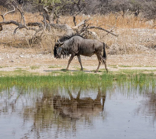 Wildebeest Azul Junto Abrevadero Namibia Savanna — Foto de Stock