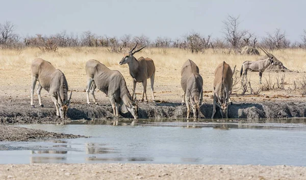 Elands 在纳米比亚稀树草原上的一个水坑里 — 图库照片