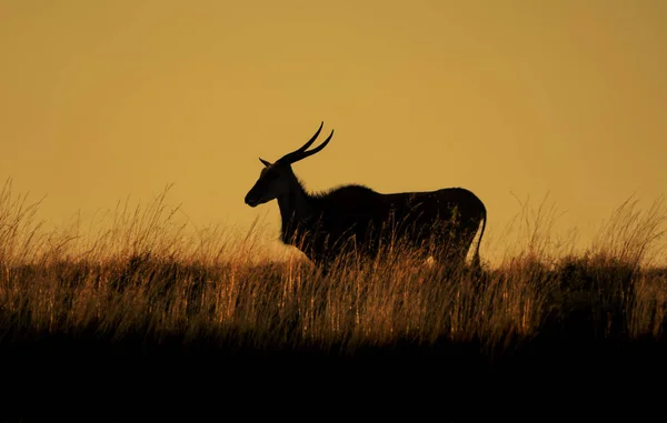 Antilope Dell Eland Sagomata Tramonto Nella Savana Dell Africa Australe — Foto Stock