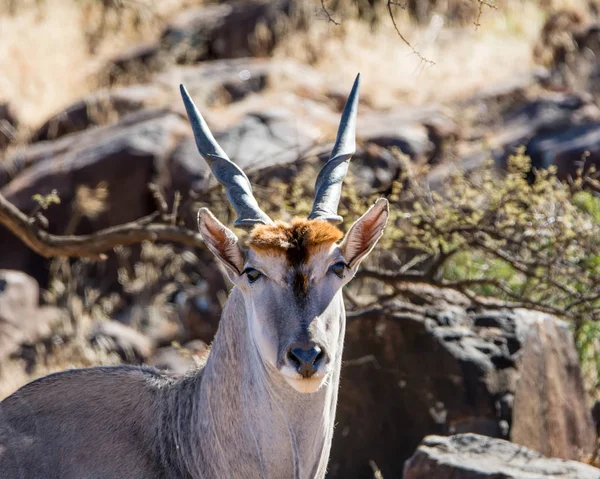 Toro Dell Eland Savana Nell Africa Meridionale — Foto Stock