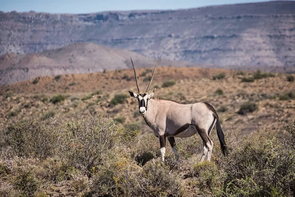 Дорослі Gemsbok Антилопи Південної Африки Савана — стокове фото