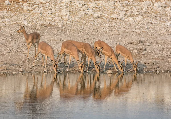 Una Manada Impalas Bebiendo Abrevadero Namibia Savanna — Foto de Stock