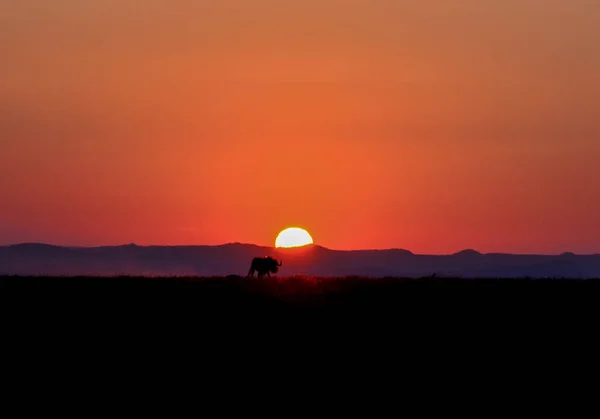 Een Zwarte Wildebeest Dwaalt Zonsondergang Als Avond Valt Afrika — Stockfoto